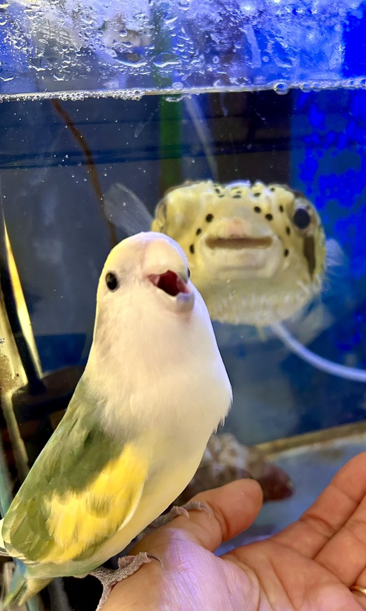 ごきげんなふたり🐤🐡💕