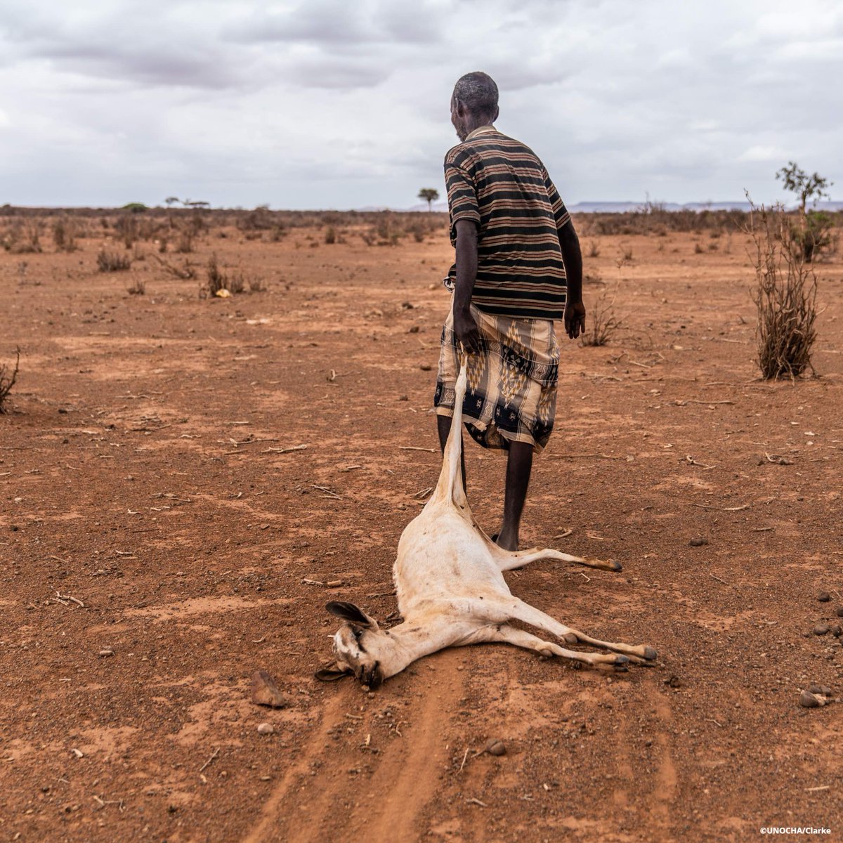 In 2022, the aid community has reached at least 17.5 million people affected by drought in Ethiopia, Somalia and Kenya. 

More than 400 organizations in the #HornofAfrica are at the frontline of the response: bit.ly/3I5At5e