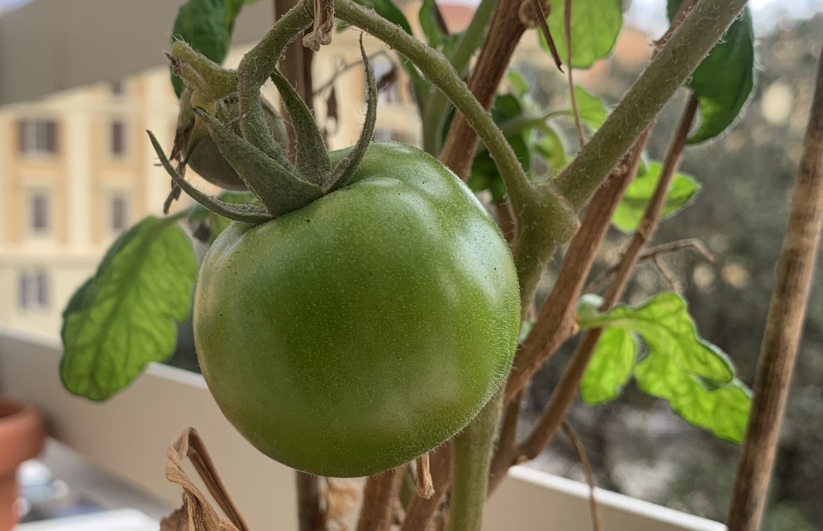Propositi per l’Anno Nuovo: più #pomodori in #balcone
New Year’s resolutions: more #tomatoes on the #balcony
#Cagliari #Sardinia #italy🇮🇹