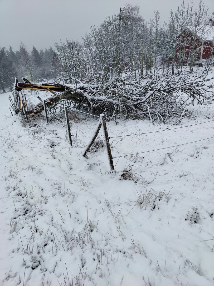 Väl kämpat gamle vän. Idag föll du. Det är något obeskrivligt sorgligt med fallna träd som funnits i ens närhet. Jag sörjer t.ex. även fortfarande våra urgamla trotjänarekar i trädgården som var tvungna att mejas ned. Blödighet - måste vara tecken på annalkande övergångsålder.