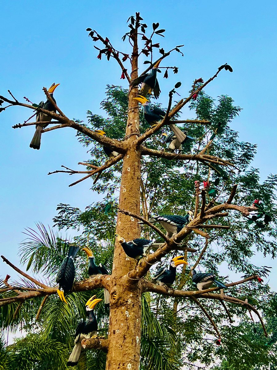 rameshpandeyifs's tweet photo. Not only in Nagaland, Tripura also organises a Hornbill festival at Baramura Eco-Park. The Eco-park is jointly run by local community and forest department and is a successful model. This display of Semal tree with hornbills at the entry gate of the park attracts visitors. https://t.co/zZ3E7pxR5o