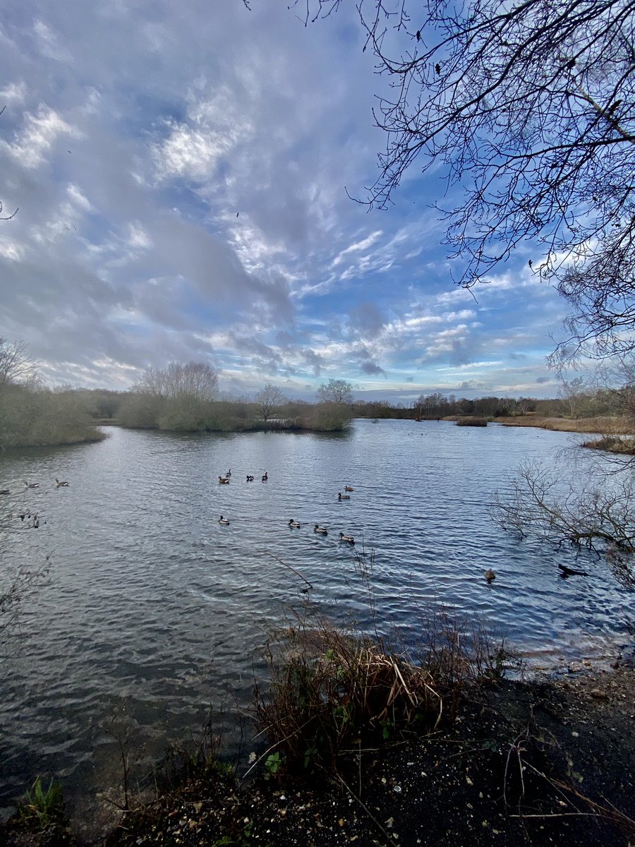 Some wonderful wildlife sightings so far this week: otter 🦦 whooper swan 🦢, goosander, woodcock, kingfisher, bittern &amp; our first returning oystercatcher of the year. #PensthorpeSightings
