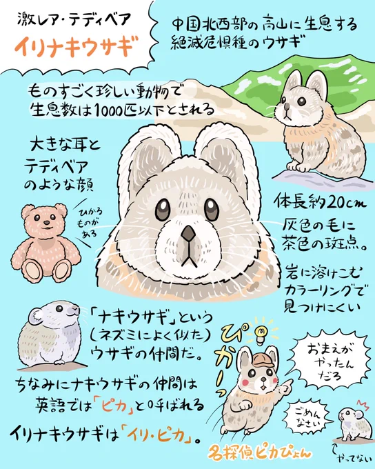 卯年なので世界のウサギを眺めていたら、やたらめったらかわいいウサギ「イリナキウサギ」にやられてしまったので勢いで図解しました(いきなりウサギじゃないよ)。すみかも個体数も崖っぷち! 