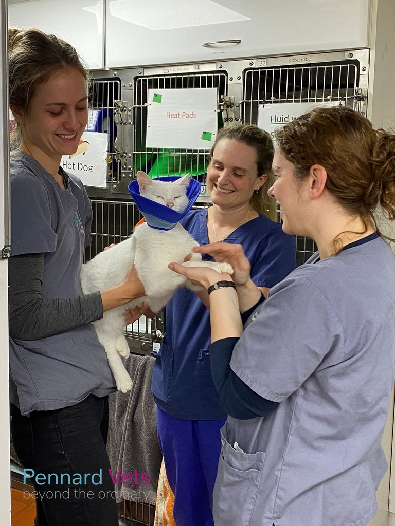 pennardvet's tweet photo. One cat and 3 vets! He looks so upset at this level of attention #jokes #cats #felinegood https://t.co/BAwEIkIyMF