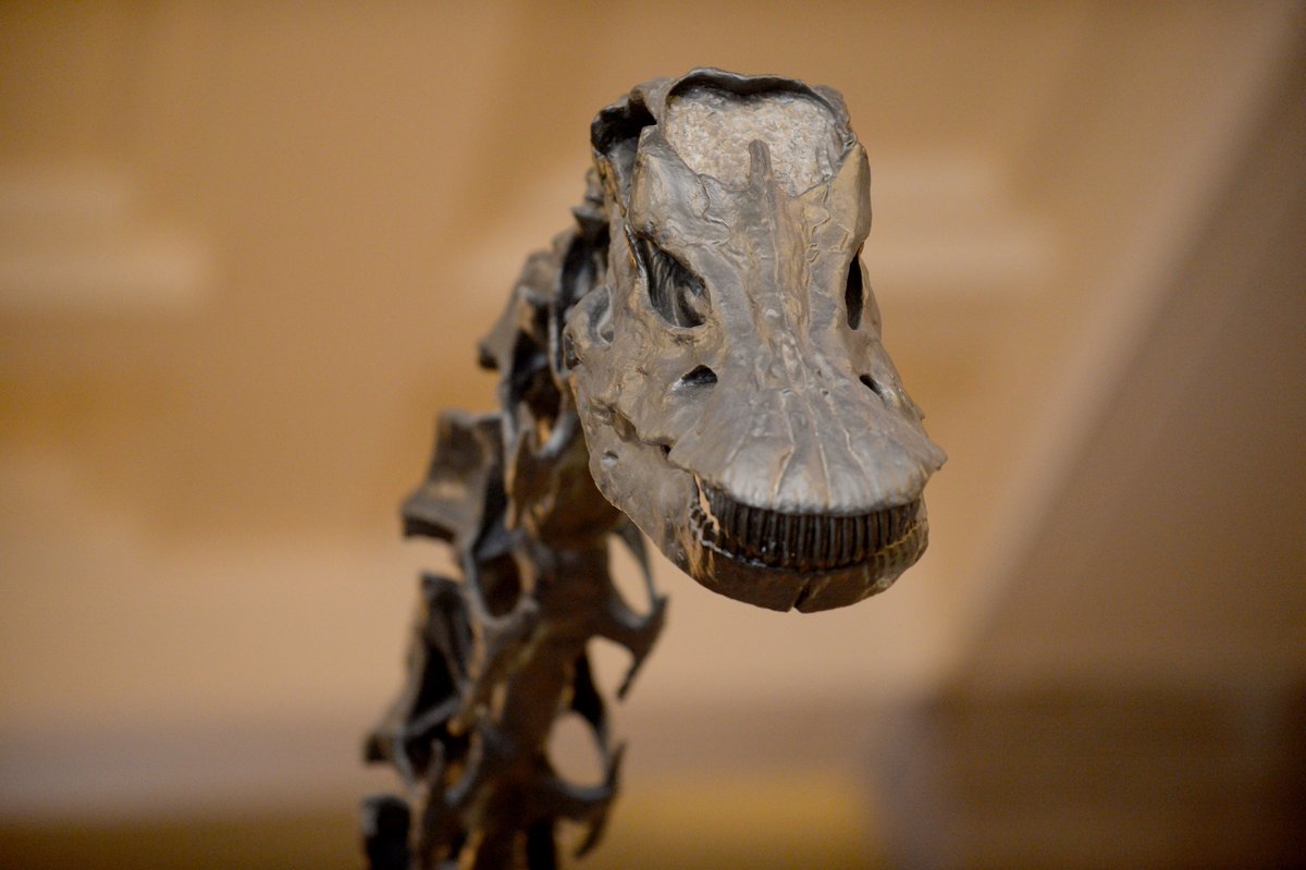 Herbert Art Gallery & Museum (@the_herbert) on Twitter photo Something BIG is coming to Coventry...
On Mon 20 Feb, Dippy the Diplodocus stomps into the Herbert from <a href="/NHM_London/">Natural History Museum</a> and is set to remain as dino-in-residence for three years! Here's what to expect when the Jurassic giant comes to town: bit.ly/DippyInCov
#DippyInCoventry Something BIG is coming to Coventry...
On Mon 20 Feb, Dippy the Diplodocus stomps into the Herbert from <a href="/NHM_London/">Natural History Museum</a> and is set to remain as dino-in-residence for three years! Here's what to expect when the Jurassic giant comes to town: bit.ly/DippyInCov
#DippyInCoventry