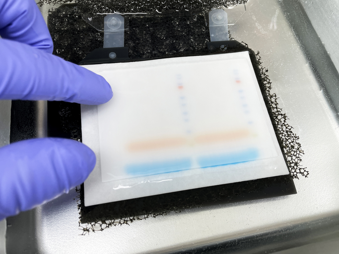It is the first #WesternBlotWednesday of the #NewYear 🎉

We’re kicking off the year by sharing how you can be more #ecofriendly and efficient with your #WesternBlot analysis in the lab 🌍

Discover how in the <a href="/Labconscious/">Labconscious</a> article: labconscious.com/green-lab-tips…