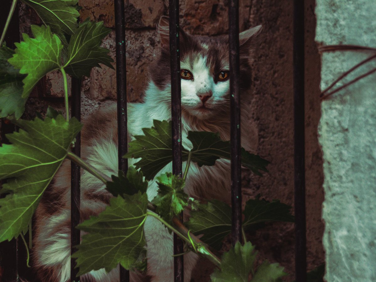 laubrypb's tweet photo. Guardián

#photography #photo #Streetphotographer #streetphoto #catphotography https://t.co/0LpfDG63wU