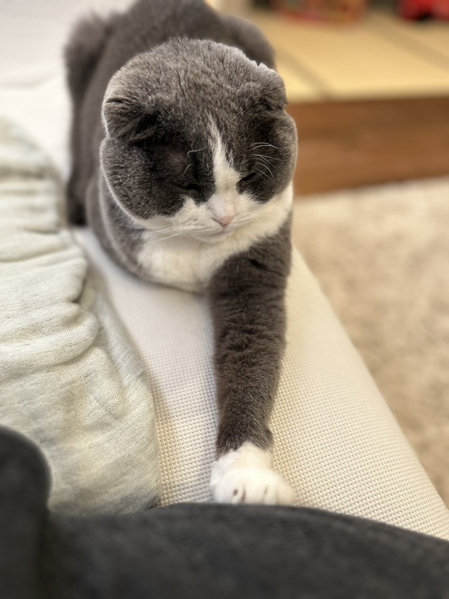 bunthecat2's tweet photo. 今年もよろしくお願いしますにゃ〜🥳
 #CatsOfTwitter   #猫のいる暮らし  #猫好きさんと繋がりたい https://t.co/9KyfXf8Le0