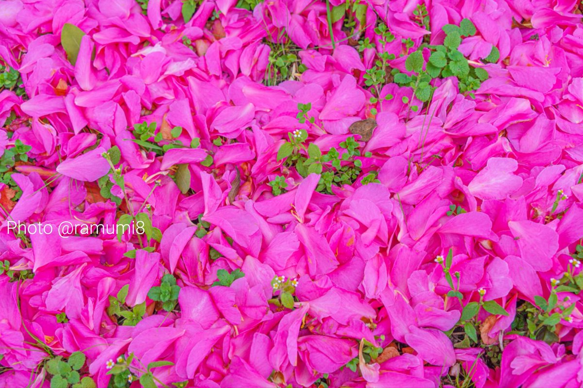 山茶花ってこんなにも美しかったんだと
改めて知った。