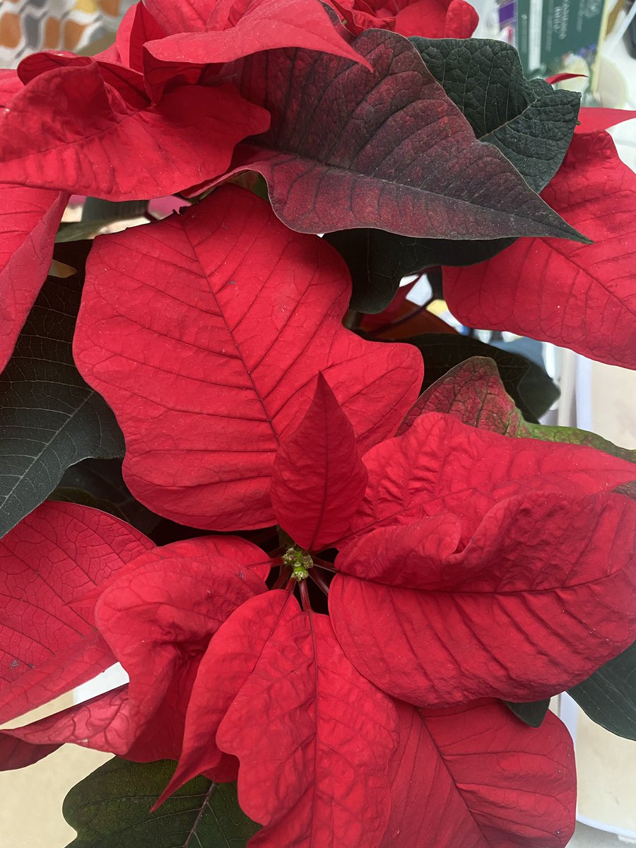 ElizAthertonSop's tweet image. Couldn’t be without a #Poinsettia at #Christmas. Repotted this cheapo supermarket buy a couple of days ago - will see how long I can keep it going. #2023Challenge

#Flowers #Gardening #FlowerHunting