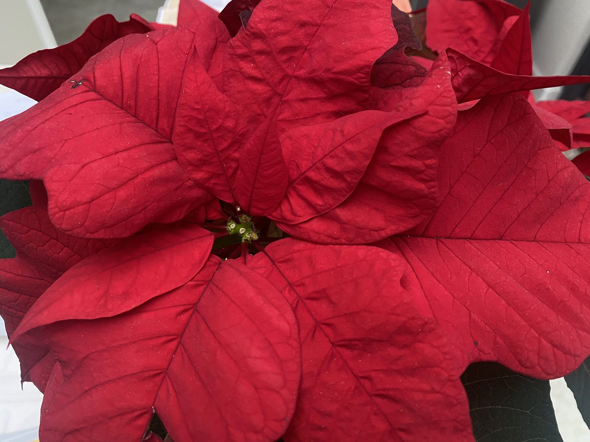 ElizAthertonSop's tweet image. Couldn’t be without a #Poinsettia at #Christmas. Repotted this cheapo supermarket buy a couple of days ago - will see how long I can keep it going. #2023Challenge

#Flowers #Gardening #FlowerHunting