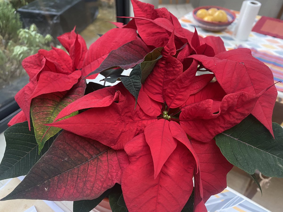ElizAthertonSop's tweet image. Couldn’t be without a #Poinsettia at #Christmas. Repotted this cheapo supermarket buy a couple of days ago - will see how long I can keep it going. #2023Challenge

#Flowers #Gardening #FlowerHunting