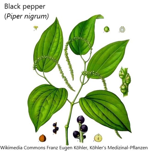 Day 10: My true love gave me 10 pipers piping. #Plant connection? Genus Piper, from forests in Americas, southern Asia, south Pacific and Africa. Includes species where seeds used as pepper. A flowering plant but a magnoliid, not eudicot. #12DaysOfChristmas