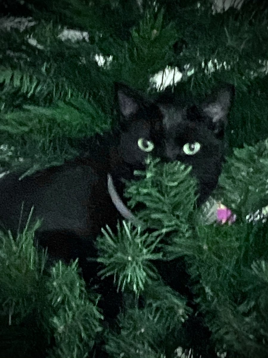 Joy Dewing tweet media