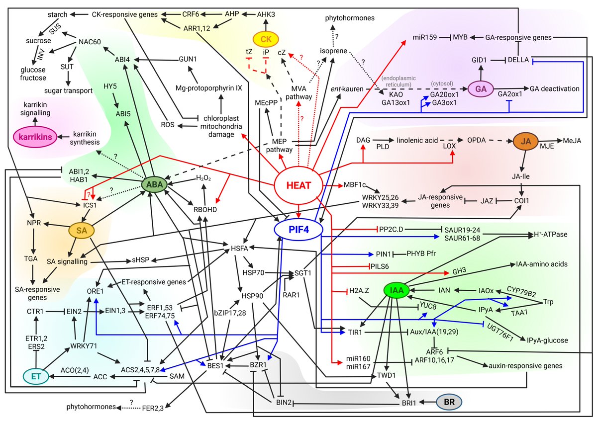 We summarized the role of #phytohormones in #heatstress responses of plants in a new book chapter
link.springer.com/book/10.1007/9…