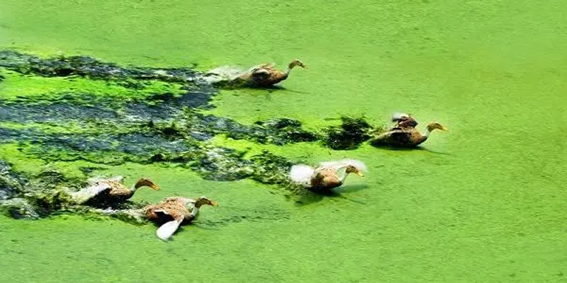 eFeedLink's tweet image. University project looks into using duckweed as livestock feed: efeedlink.com/contents/01-03…

#animalfeed #livestock #duckweed #agriculture #livestockfarming #ruminants