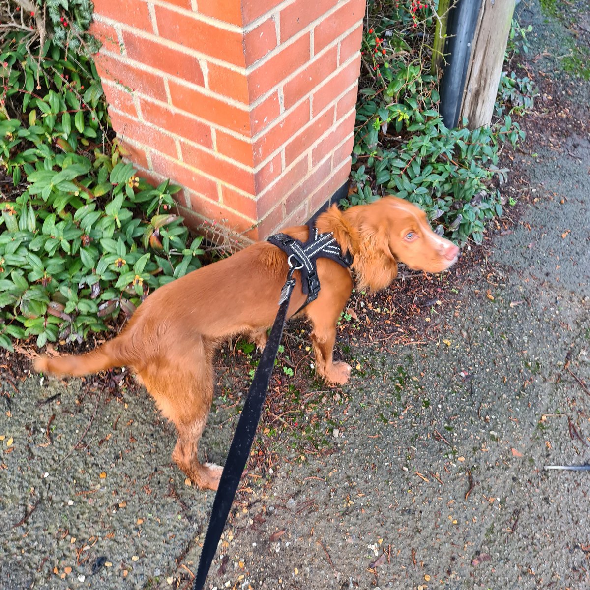 AmyChater's tweet photo. Back from my morning work out being walked BY the dog. Turns out it's true that cocker spaniels have lots of energy! Pass the coffee... https://t.co/6wZXNt370L