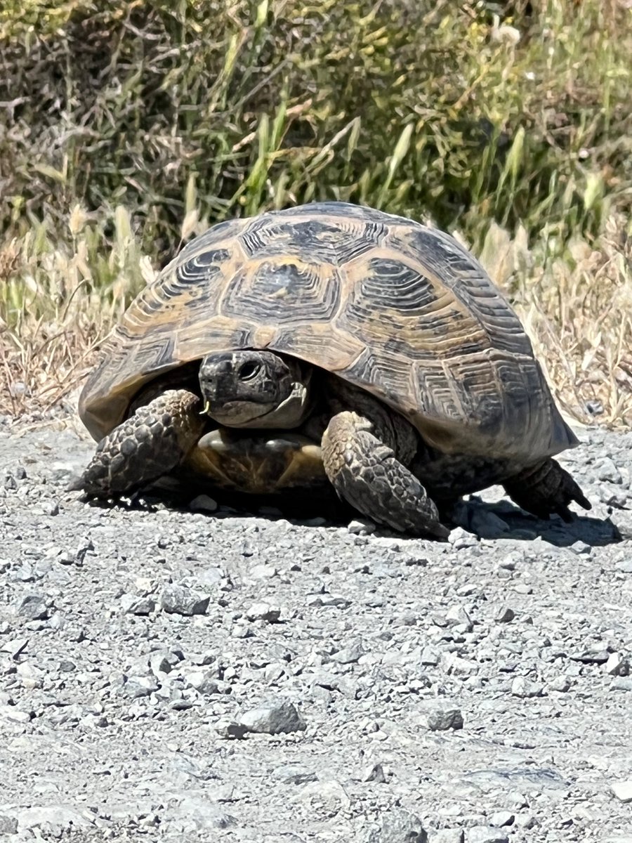 divebird's tweet photo. Griekse landschildpad (Lesbos) https://t.co/6uoBB5aPzg