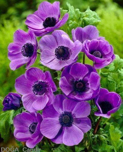 ruben_corella's tweet photo. #FelizMiercoles #FelizAnoNuevo2023 #felizdia #tentaciones #ordinarymiracles #morado #flores #fleurs #purplemood #purplecolour #gardeners #gardenslover #gardenlovers #jardines #NaturePhotography #flowershow #flowersoftwitter #twitterflowers #foto #look #elegant #glamour https://t.co/dOywN9KnxO