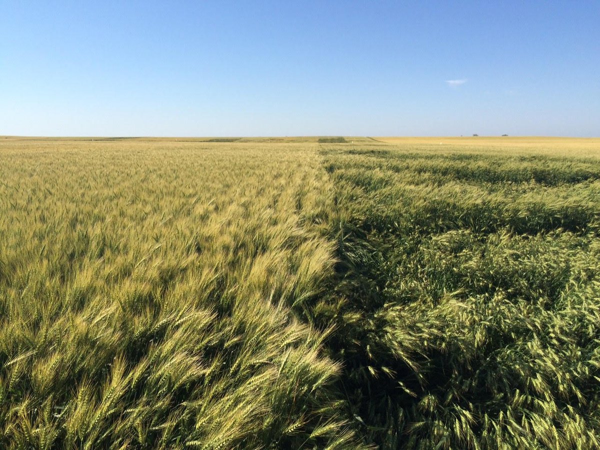 Wheat is a critically important crop for global #foodsecurity.

That’s why Syngenta Seeds is proud to be the first seed company to bring commercial #hybridwheat to the US market, starting with a select group of farmers this spring.

Learn more here:
reuters.com/world/us/hybri…