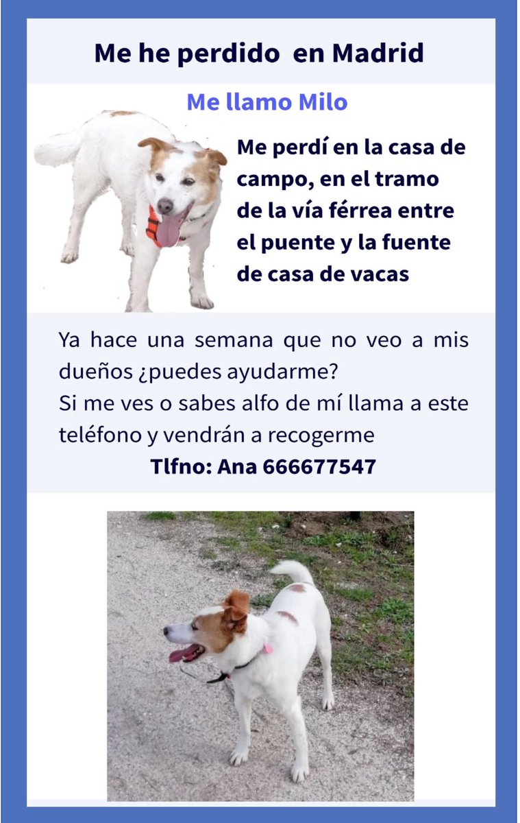 Rosanalvarezgar's tweet image. Soy Milo y estoy perdido por Madrid, ¿puedes ayudarme?
@Proaweb @SPAPmadrid @NuevaVidaAdop @La_Madrilena @COLVEMA @POLICIASEMADRID
