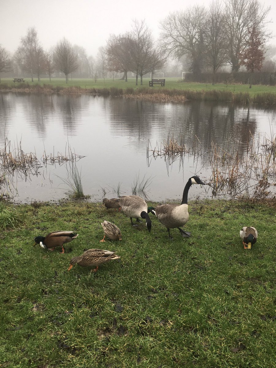 @TheMERL Not a particularly brilliant pic but all I could find on my pic roll. The Canadas scared off most of the ducks I was feeding seeds to on Boxing Day
#InternationalUnsolicitedDuckPicDay