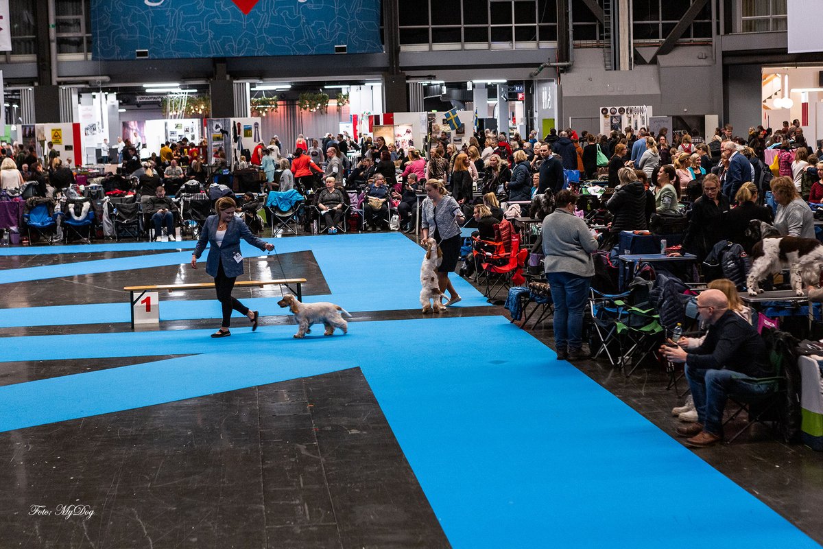 listitsweden's tweet photo. https://t.co/ng0DBS4VTJ

Imorgon, 5 januari, välkomnar Svenska Mässan i Göteborg till årets upplaga av hundevenemanget MyDOG. Med hjärtat i de två årliga hundutställningarna välkomnar MyDOG alla hundälskare med eller utan hund. 

Text &amp; Bild; MyDog https://t.co/kqHIwz7s05