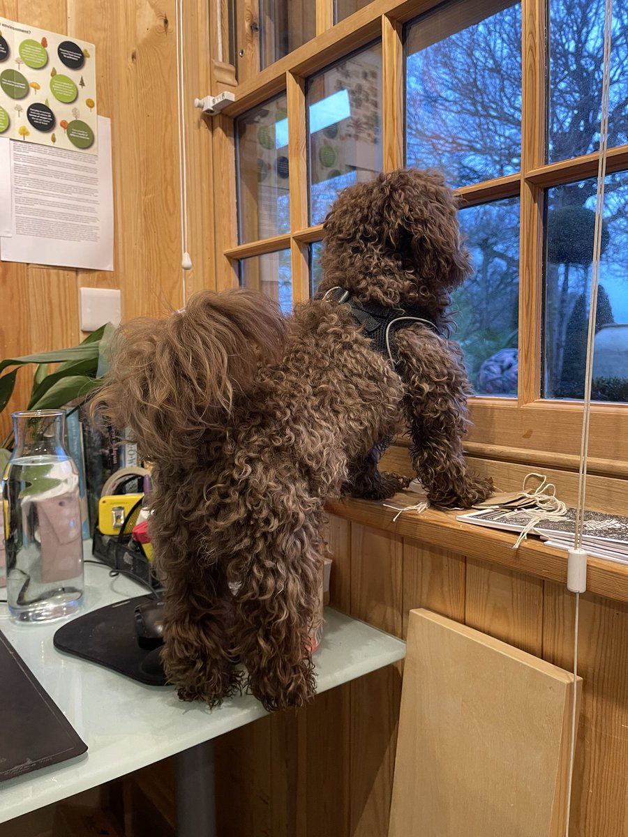 PixelPlantGamer's tweet photo. Looking out the window at work 😂 #deskdog https://t.co/PF5IRoCzqD