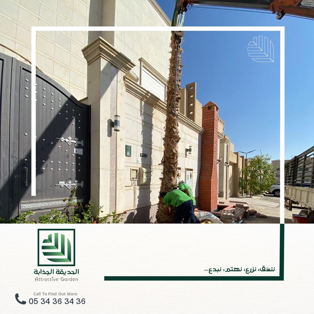 agarden_sa's tweet photo. نخيل الواشنطونيا أحد أنواع نخيل الزينة التي تضفي جمال إلى حديقتك 🌴

لخدمات تنفيذ وصيانة الحدائق تواصل معنا على: 
0534363436 📞

#اكسبلور #حدائق #الرياض_الخضراء #الحديقة_الجذابة #نخل #واشنطونيا #نخل_واشنطونيا #نخيل #تنسيق_حدائق #تصميم_حدائق #تصميم_معماري #لاندسكيب #اليوم_الاربعاء https://t.co/EL3YqOwzBf
