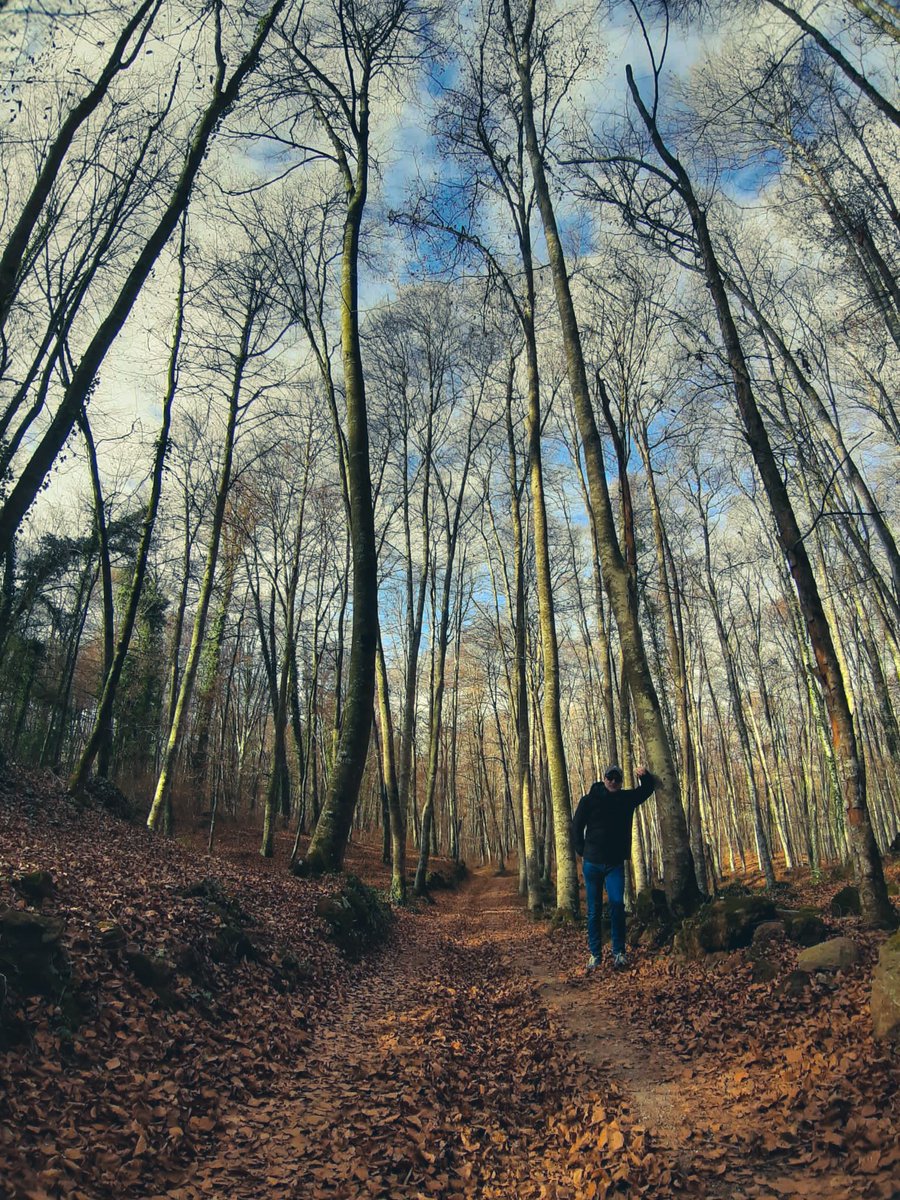 A vegades em veig petit 

#nature #trees #forest #fageda #fagedadenjorda #garrotxa #arbre #natura #catalunya_natura #catalunyanatura #camins #escapades #instagarrotxa