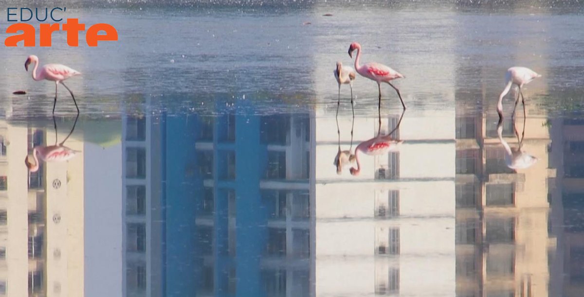 👀Im Jahr 2020 kam das Leben überall in der Welt, in den Städten und auf dem Land, zum #Stillstand.🤫

#Wildtiere fanden in den zur Ruhe gekommenen Städten ein neues Revier.😍

👉bit.ly/3vEr3Gy
@Globales_Lernen