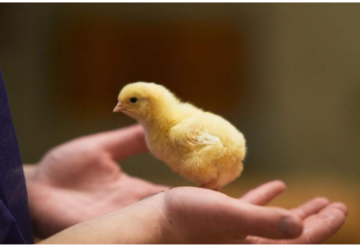 Nieuws over kuikentjes 🥰rondeeleieren.nl/kuikentjes-geb…