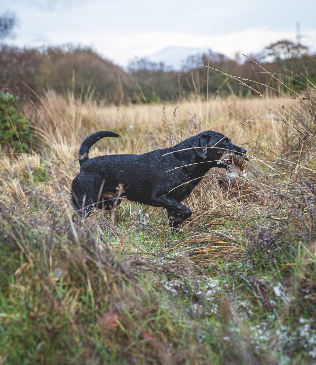 Issue 6431: @GethinJones123 heads out for a woodcock, @TimMaddamsChef is cooking rabbit and chorizo, and @johnmushroom on winter foraging, as well as superb gundog work in Norfolk, duck flighting in Lincolnshire, and wildfowling in Essex 🦆