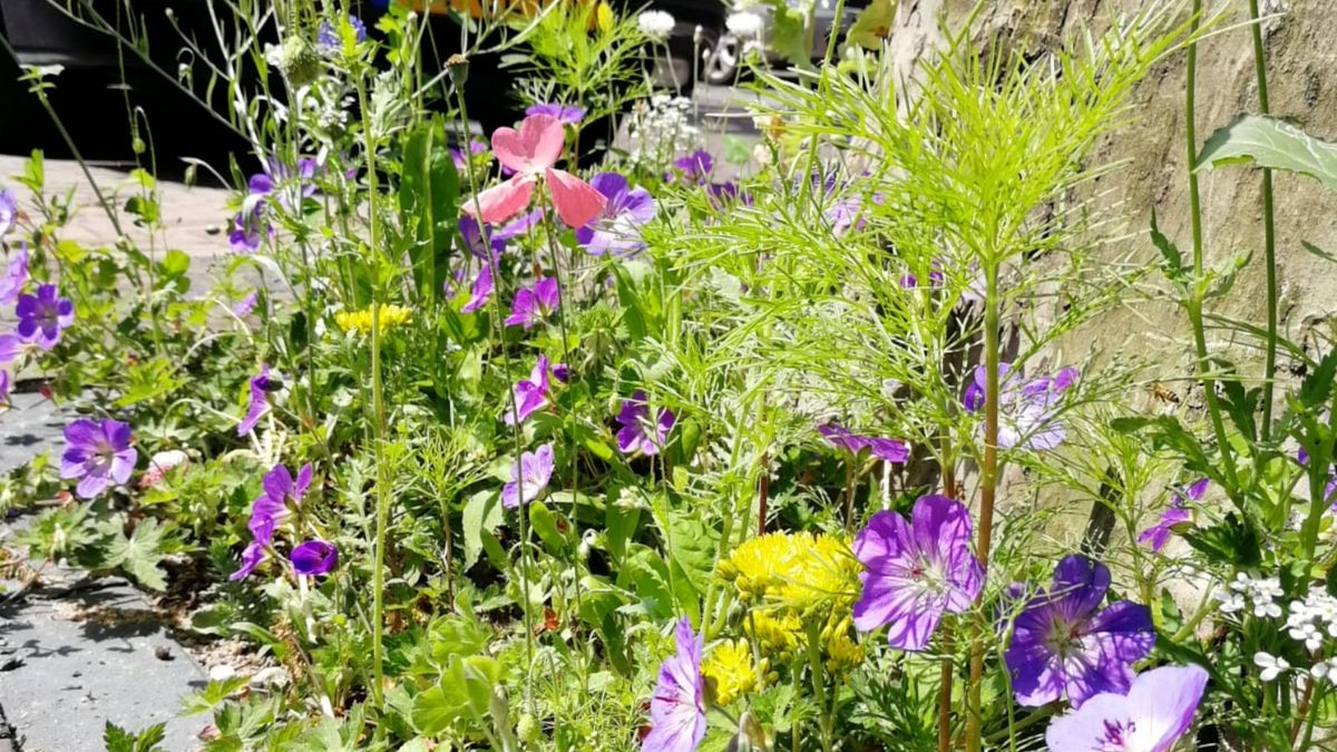 Strijd jij voor meer biodiversiteit in de buurt? Kun je nog wel handvatten gebruiken om jouw #GuerrillaGardening tot een succes te maken?

Meld je aan voor onze Buurtvergroeners Bootcamp. 💪🍀🌻

Meer weten en aanmelden: guerrillagardeners.nl/buurtvergroene…

#opleiding #beperktplek
^Jenny