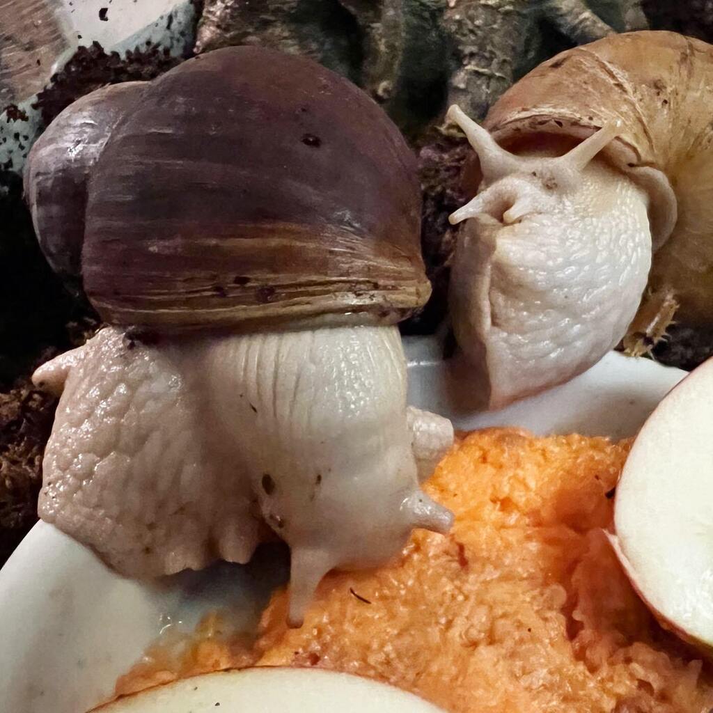 SweetGiantSnails tweet media