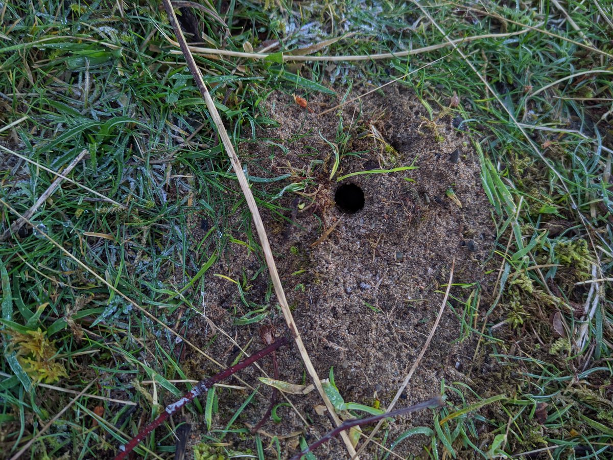 three burrows in rabbit poo at Murlough NNR - I'm thinking Minotaur Beetle (Typhaeus typhoeus) which is well known-at this site