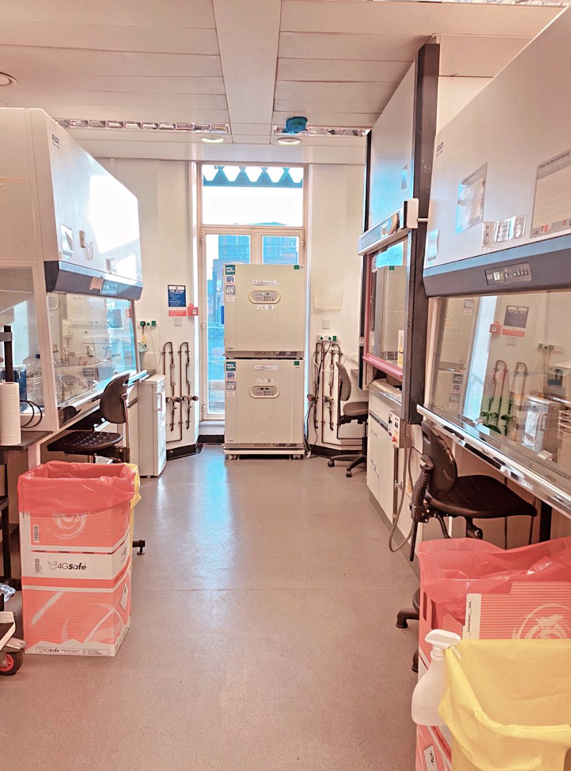 Dila_htn's tweet photo. ~ Let’s start to first 21 days challenge of 2023 for the second year of PhD
👩🏻🔬👩🏻💻😎 =>Day0
#DoingPhD #PrimarySchwannCells #NeuronCells #CellCulture #Biomaterials #Neuroscience #PeripheralNerve #Sinirbilim https://t.co/hwBXRR72Xk
