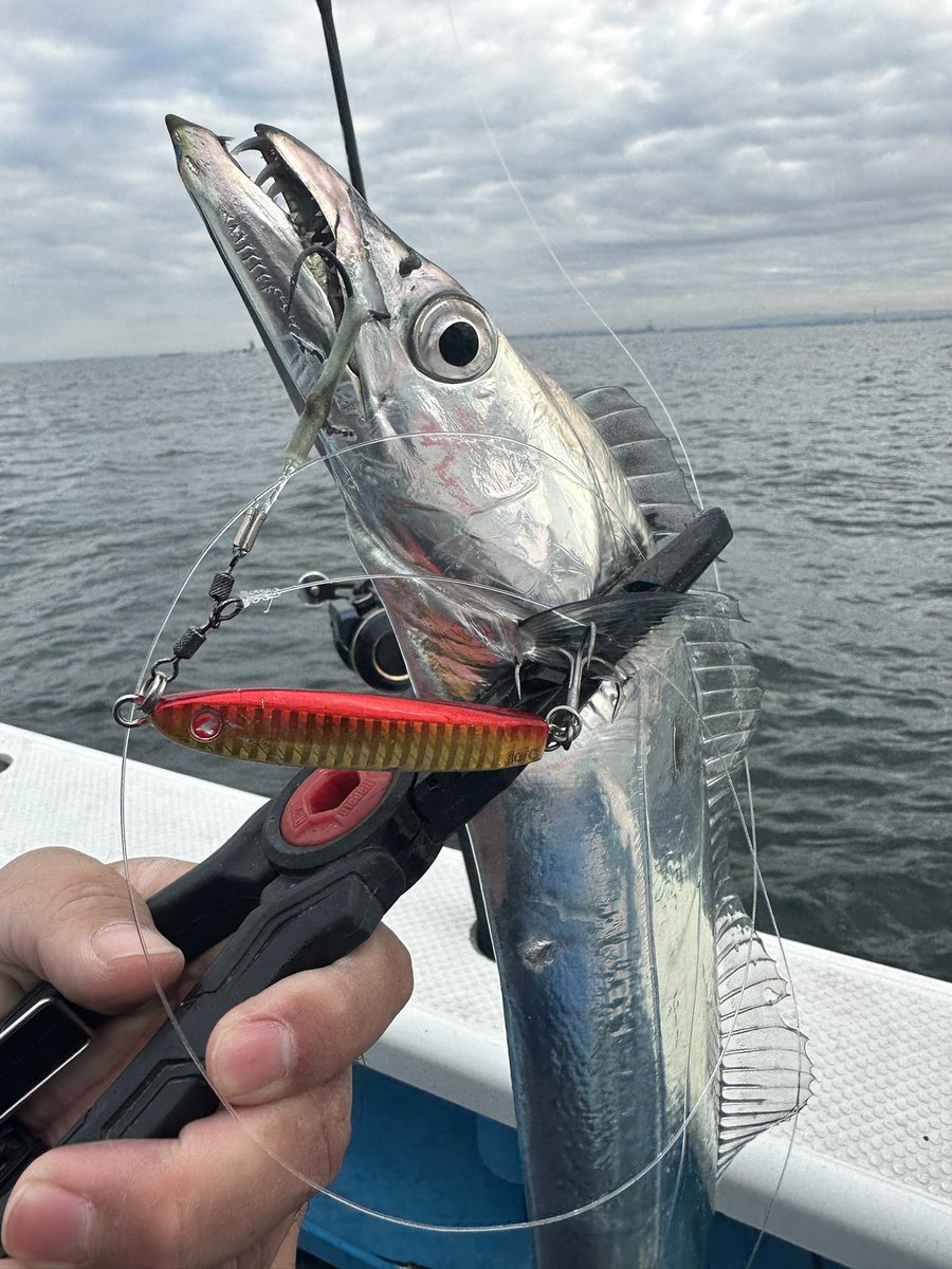 tatsu_blue_st's tweet image. タチ、タチ、青物で冬休みのリハビリ釣行終了。
2023年発売の新しいアイテム達もお楽しみに！
#BlueBlue
#FalltenTG
#Gachipenswimmer