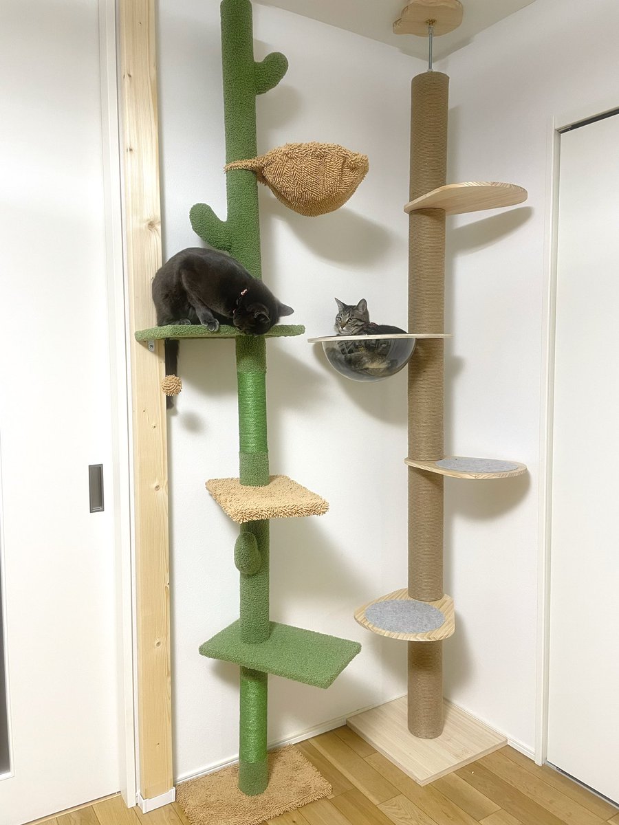 SOU__KURI's tweet photo. この年末年始で
キャットタワーを新調＋増設しました☺️

サボテンかわいい🌵

#猫のいる暮らし 
#猫好きさんと繋がりたい 
#猫写真 https://t.co/xSjpNUrxBy