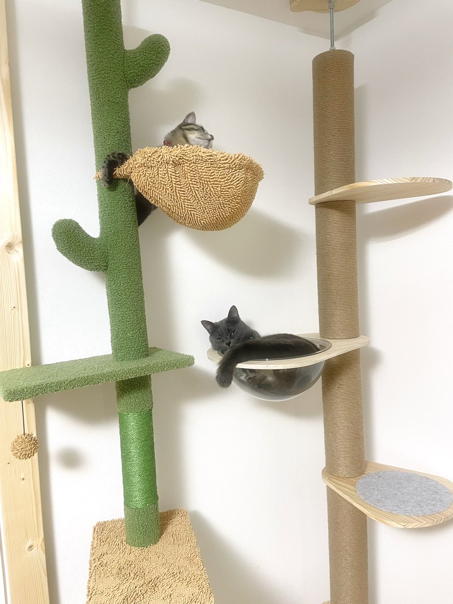 SOU__KURI's tweet photo. この年末年始で
キャットタワーを新調＋増設しました☺️

サボテンかわいい🌵

#猫のいる暮らし 
#猫好きさんと繋がりたい 
#猫写真 https://t.co/xSjpNUrxBy