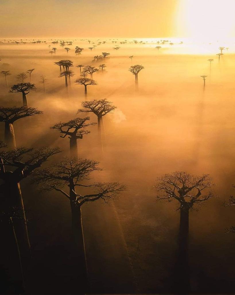#Travelphotographer  Uncharted Backpaker📷 Africa 
Baobab Madagascar 🇲🇬