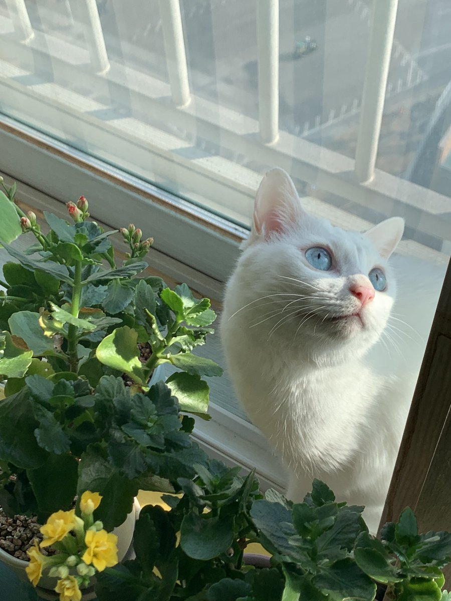 햇살아래 고양이