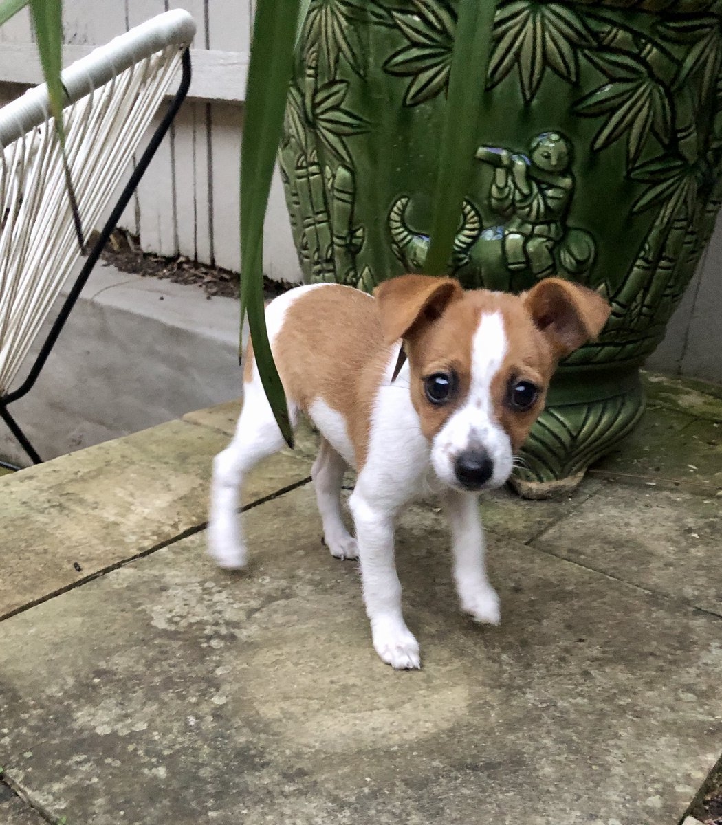 april_murdoch's tweet photo. @lainie_york Looks like my baby when I first bought him home https://t.co/Cdgn8kou65