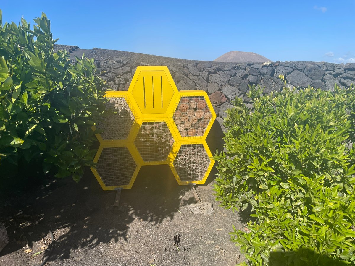 ¡HOTEL DE INSECTOS! 🦋🐞🕷🦗

Lo colocamos ayer y su función es aumentar la fauna auxiliar, lo que ayudará a aumentar los organismos beneficiosos y hacer un control biológico y sostenible de las posibles plagas.

--- 🍷 🍇 🍷 ---

📲 elgrifo.com/tienda
📌 #Lanzarote _ 1775