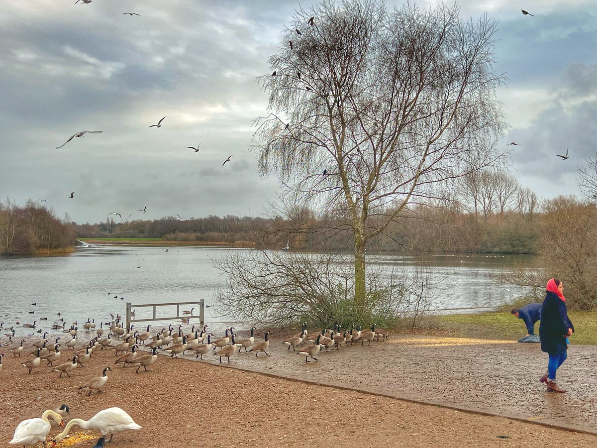 Cattan2011's tweet photo. Sandwell Valley Country Park- feeding time #NaturePhotography #NatureBeauty #naturelovers #nature #wildlifephotography #STAFFORDSHIRE #WESTMIDLANDS #ENGLAND https://t.co/RjFN1fVBdX