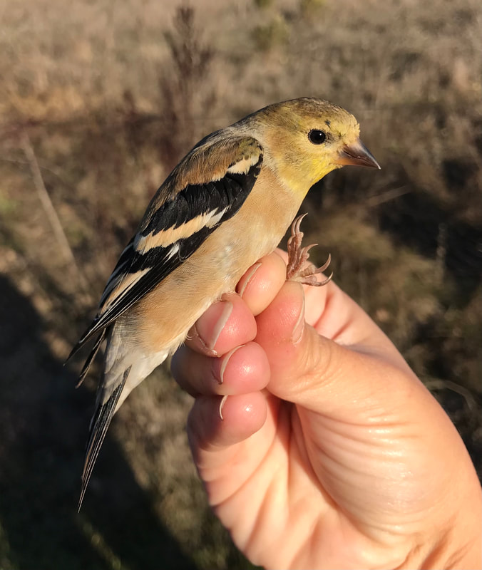 SFBBO's tweet photo. #NotesFromTheStation: American Goldfinches used to be among our most common captures, but they've declined precipitously; we captured 0 in 2018-2021. The Breeding Bird Survey has found that their populations are decreasing, but not nearly as quickly as the local drop we've seen. https://t.co/G8rl9RNo2E