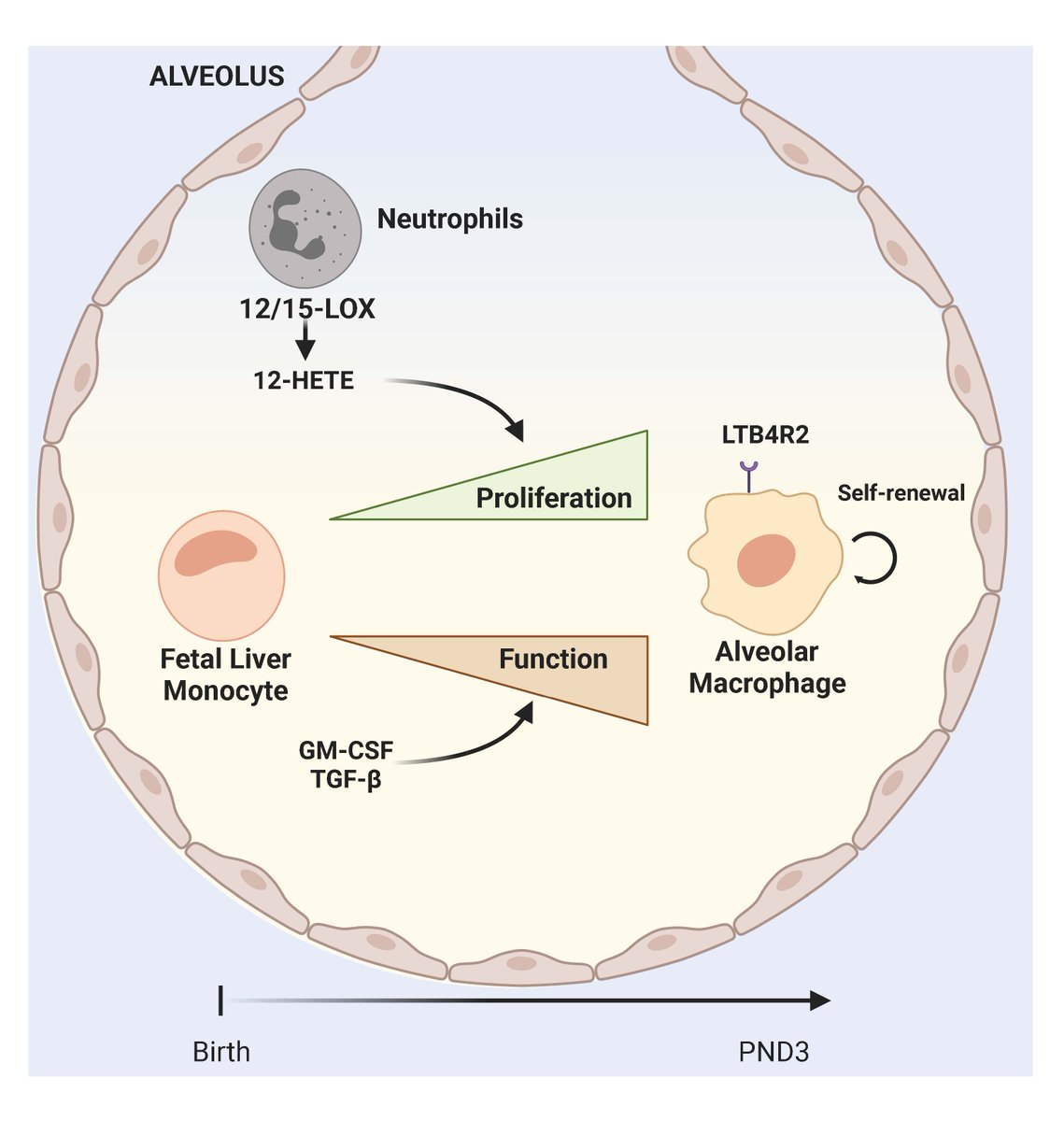 Maziar Divangahi (@mazdivangahi) on Twitter photo To kick off the new year checkout our recent study <a href="/Nature/">nature</a> highlighting the essential crosstalk between neonatal neutrophils and AM
nature.com/articles/s4158…
A big shout out to brilliant <a href="/erwan_pernet/">Erwan Pernet</a> and the entire team collaborators <a href="/LB_Barreiro/">Luis B Barreiro</a> <a href="/AjithaT4/">Ajitha Thanabalasuriar</a> and Yipp-lab To kick off the new year checkout our recent study <a href="/Nature/">nature</a> highlighting the essential crosstalk between neonatal neutrophils and AM
nature.com/articles/s4158…
A big shout out to brilliant <a href="/erwan_pernet/">Erwan Pernet</a> and the entire team collaborators <a href="/LB_Barreiro/">Luis B Barreiro</a> <a href="/AjithaT4/">Ajitha Thanabalasuriar</a> and Yipp-lab