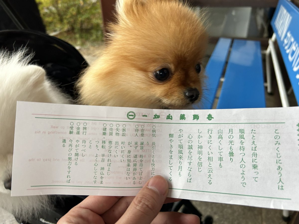 benimaru_kohaku's tweet photo. あけましておめでとうございます🎍
2023年も紅丸と虎白をよろしくお願いします🥺
紅丸:末吉
虎白:吉
#ポメラニアン #2023年　#おみくじ https://t.co/HWDE2xyxww