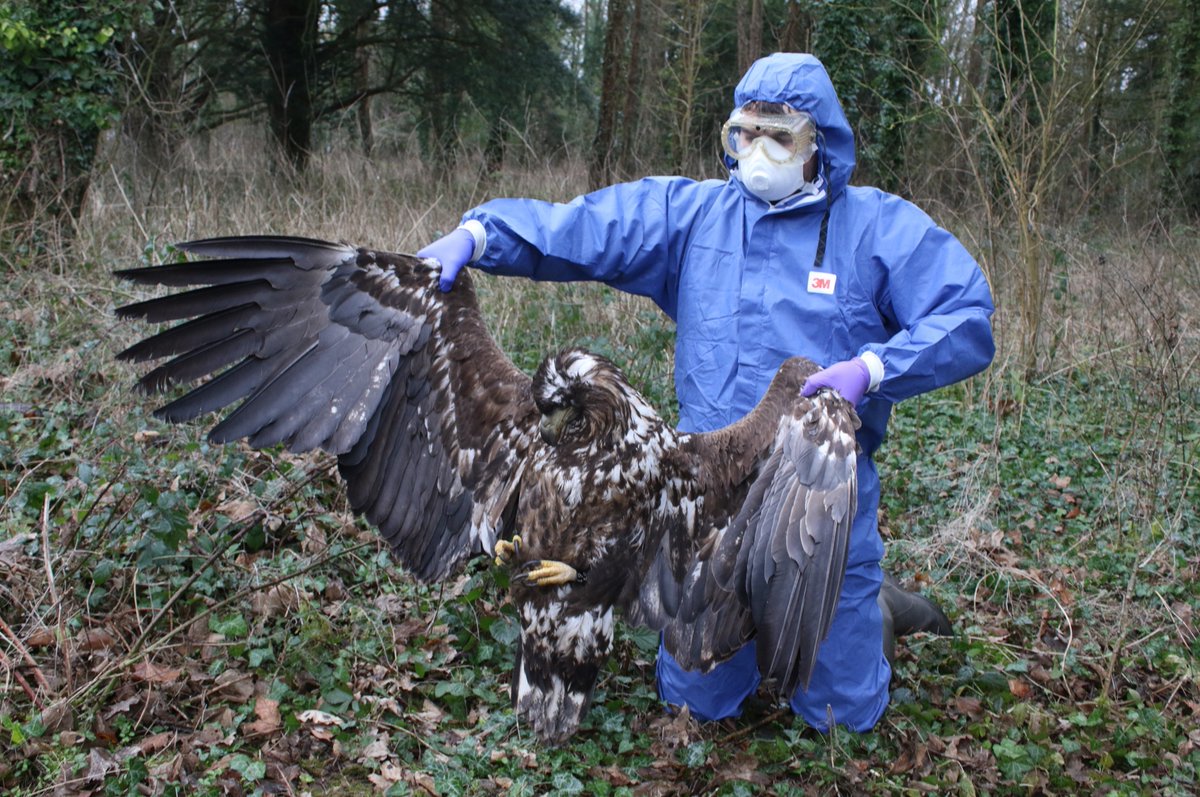 The estate that Dorset Police refused to search after discovery of poisoned eagle is the same location where gamekeeper was today convicted of multiple raptor persecution crimes.

Astonishing revelation in this new blog ⬇️⬇️
raptorpersecutionuk.org/2023/01/04/the…