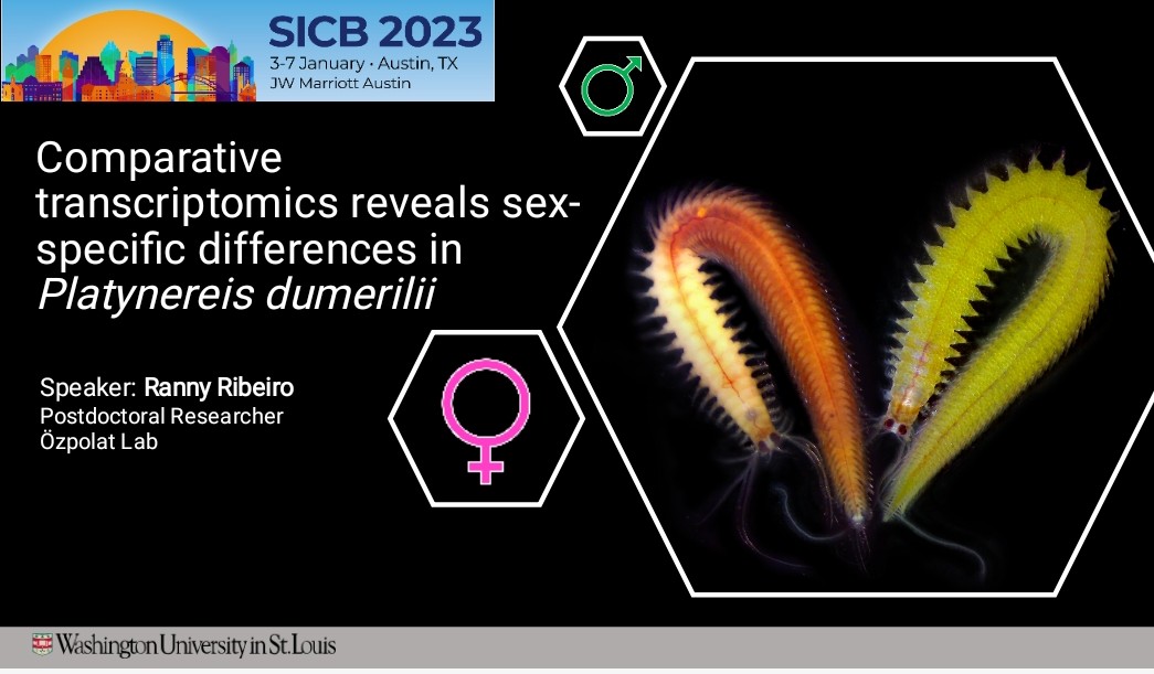 Today, I'm giving a talk about my postdoc research in the Özpolat Lab at the  #SICB2023. It's time to discuss sex differentiation in Platynereis and it's #WormWednesday